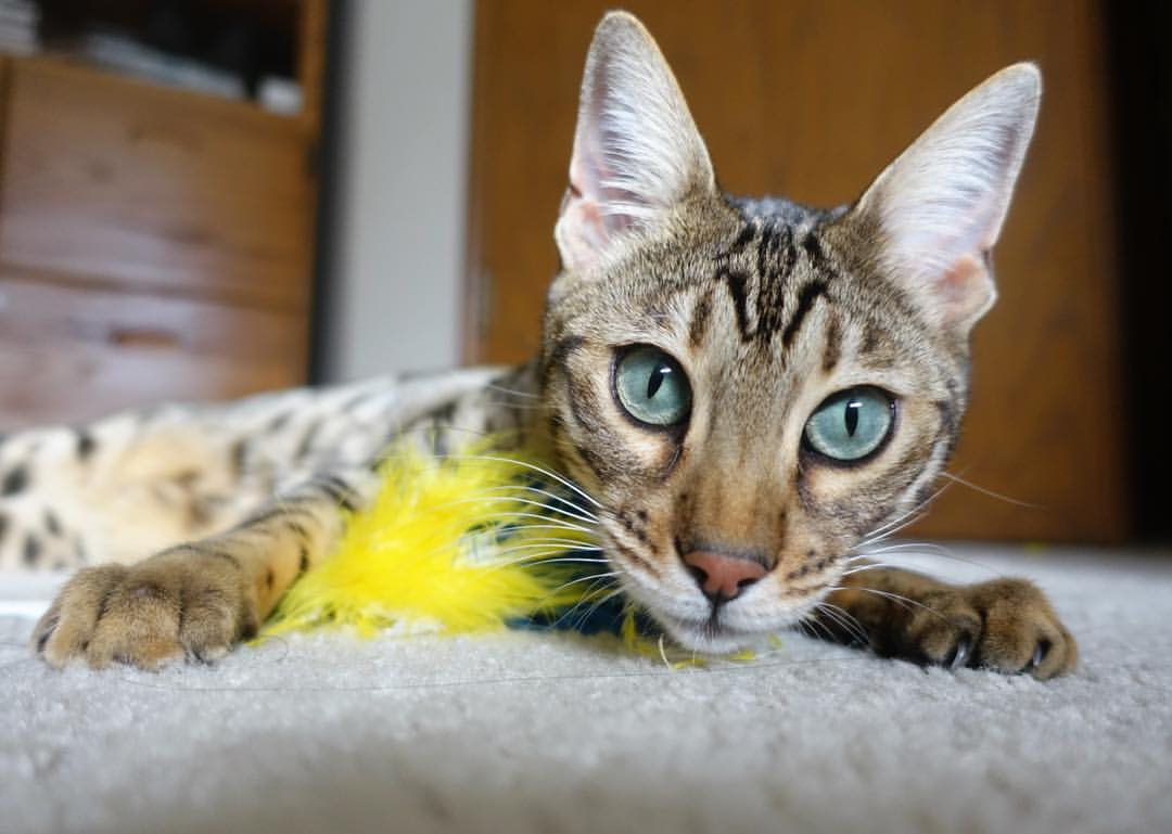 唯一旗帜,印度队碾压马来西亚队,郑思维扛起全队