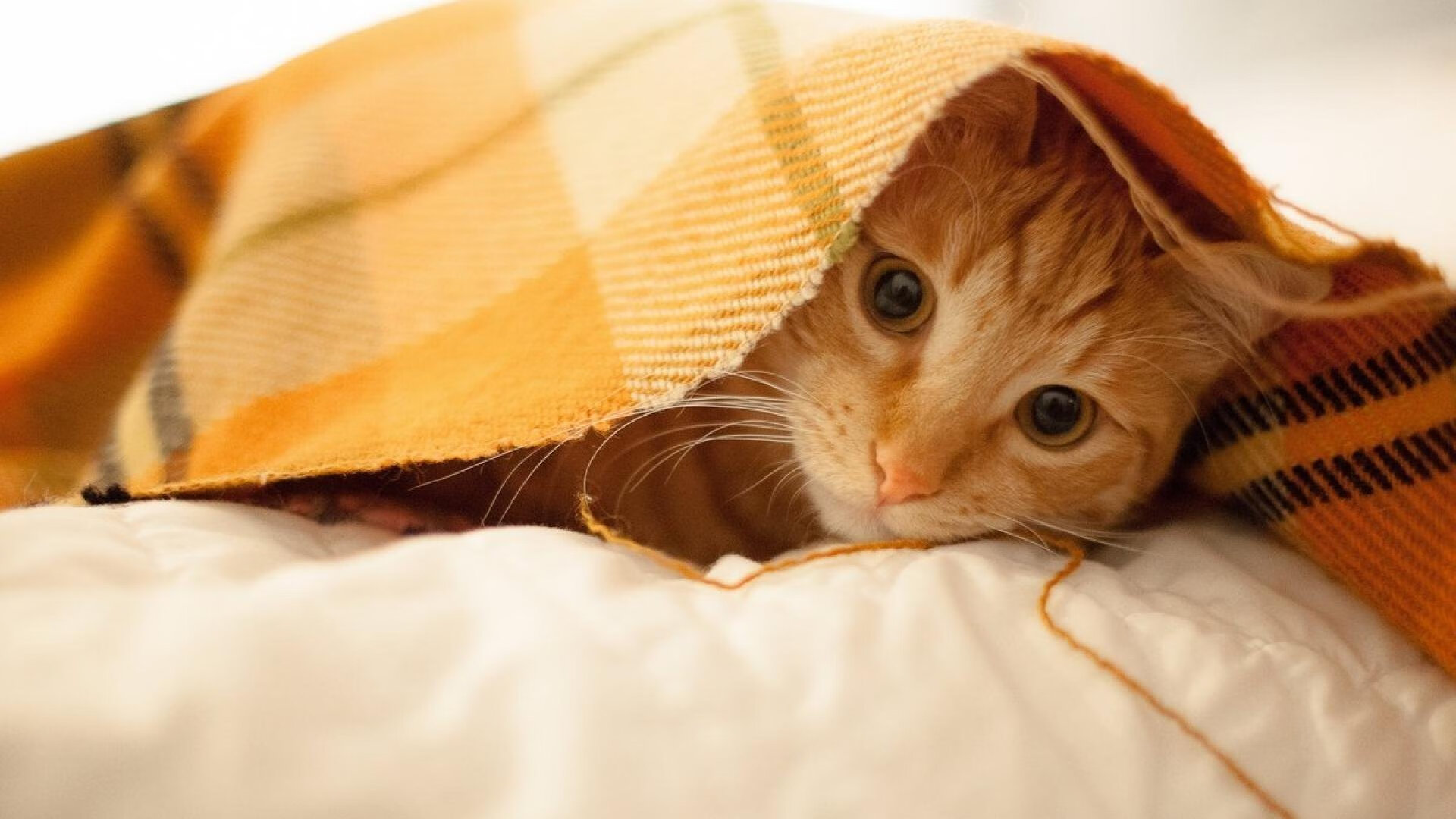 爱游戏体育-字母哥利刃出鞘，步行者风暴席卷，当代攻防艺术的极致映照