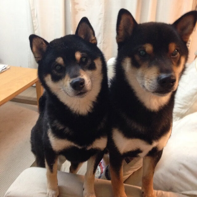 爱游戏入口-西部烽火淬真金，勇士死战映照东契奇无双舞台