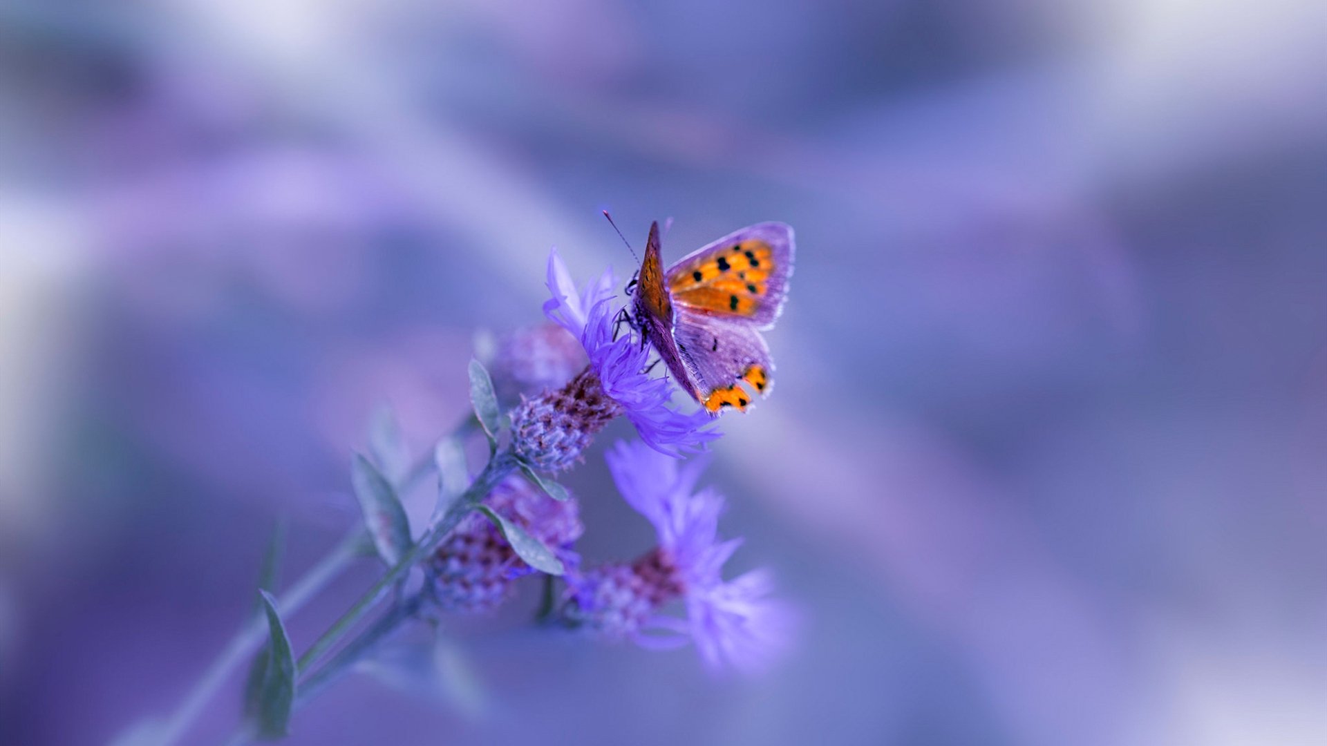 霍勒迪冰火之刃出鞘！深圳对决骑士上演攻防激辩