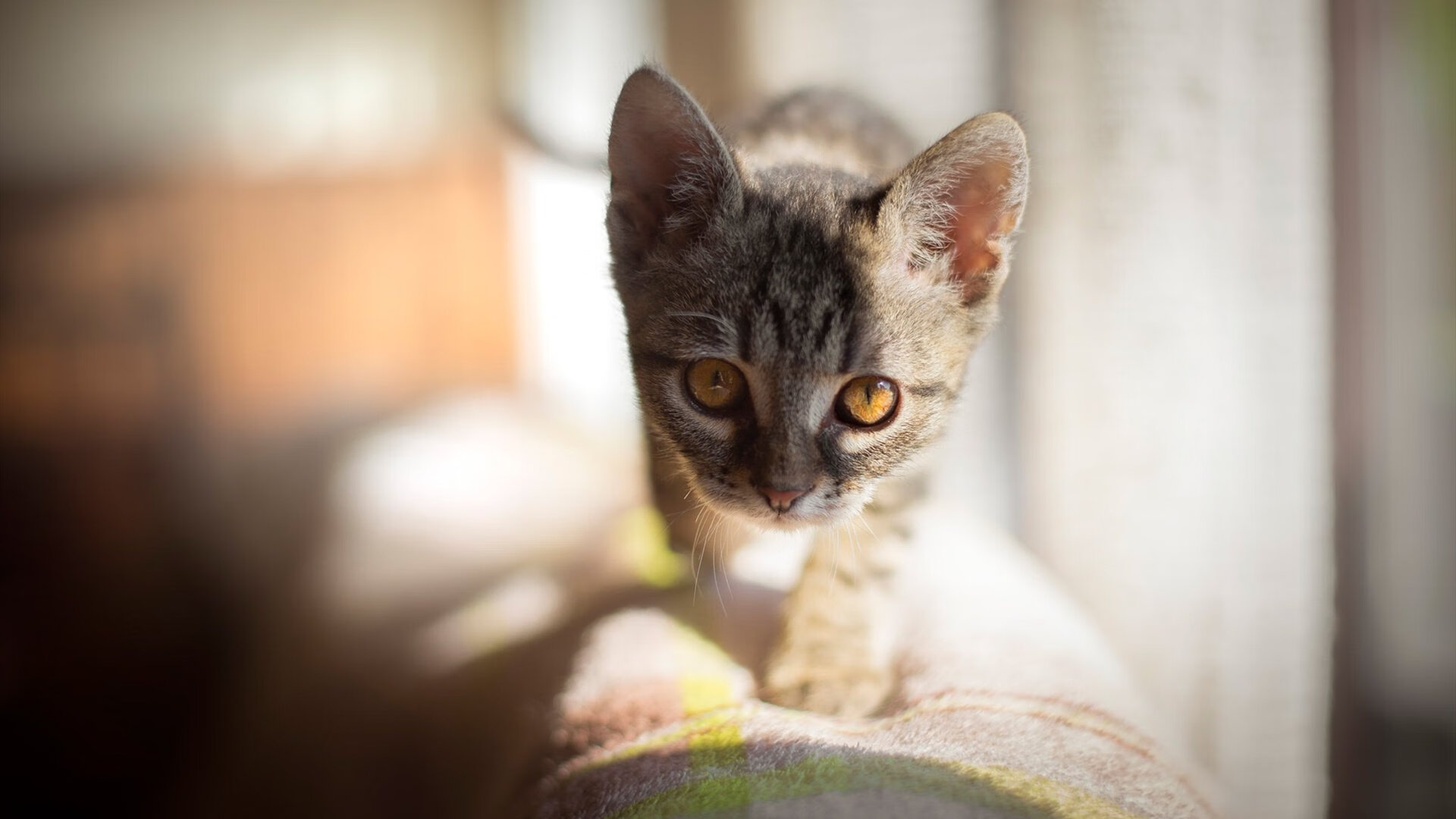 爱游戏在线-夜幕下的将军，拉文季后赛生死时刻的艺术