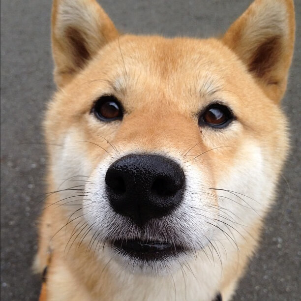 爱游戏-无解绝境，西决生死战夜，英格拉姆单枪匹马杀穿宿命