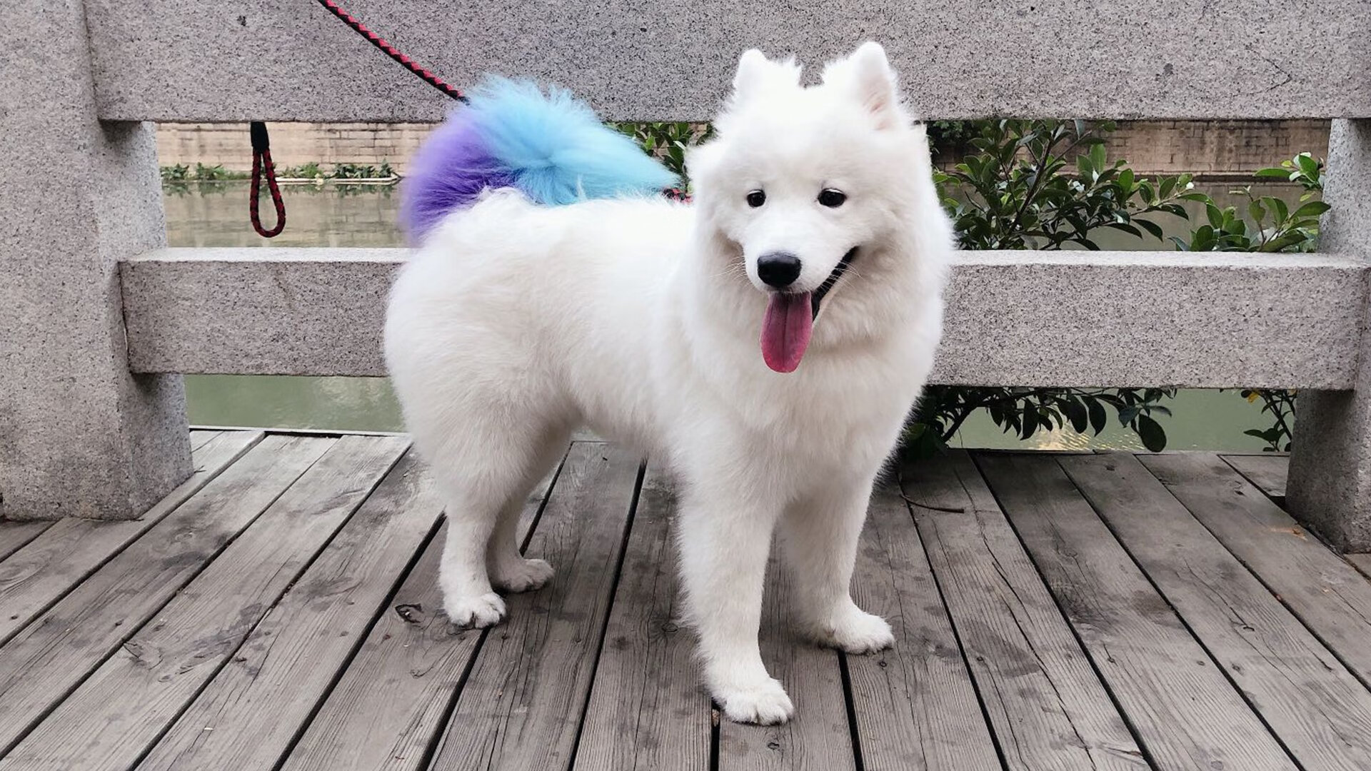 血战亚松森，本泽马一锤定音，切尔西南美远征记