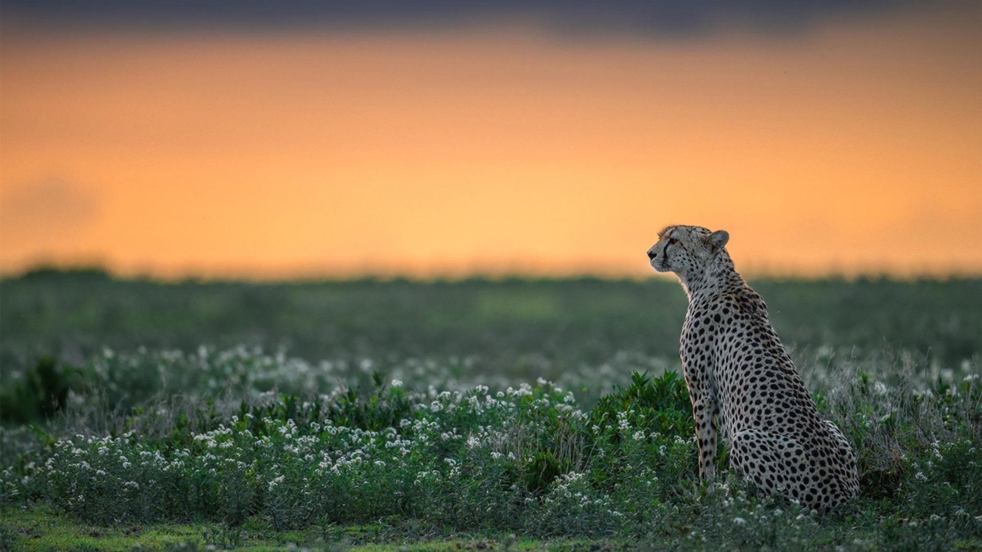 雕刻最后的瞬间，布伦森如何在死寂边缘铸就纽约新图腾