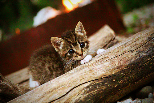当米切尔在鹈鹕血拼夜接管赛道，一个名字，两场统治