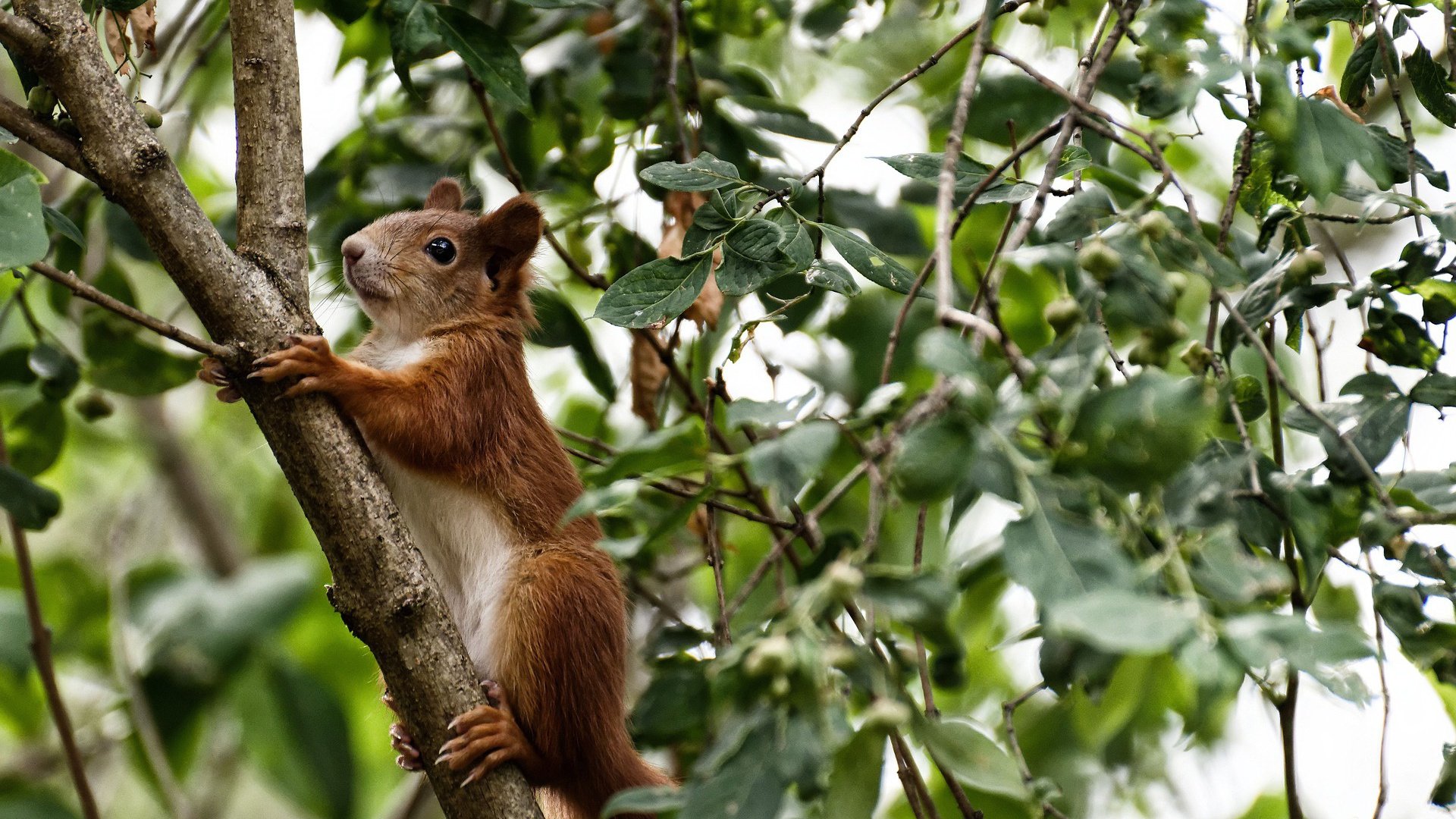 爱游戏在线-象棋与武士刀，当勒沃库森的集体风暴遭遇久保建英的孤星时刻
