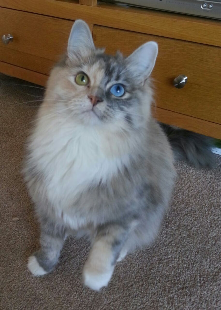 唯一真相?当公牛压哨绝杀湖人,班凯罗却在总决赛接管比赛—谁偷走了谁的剧本?