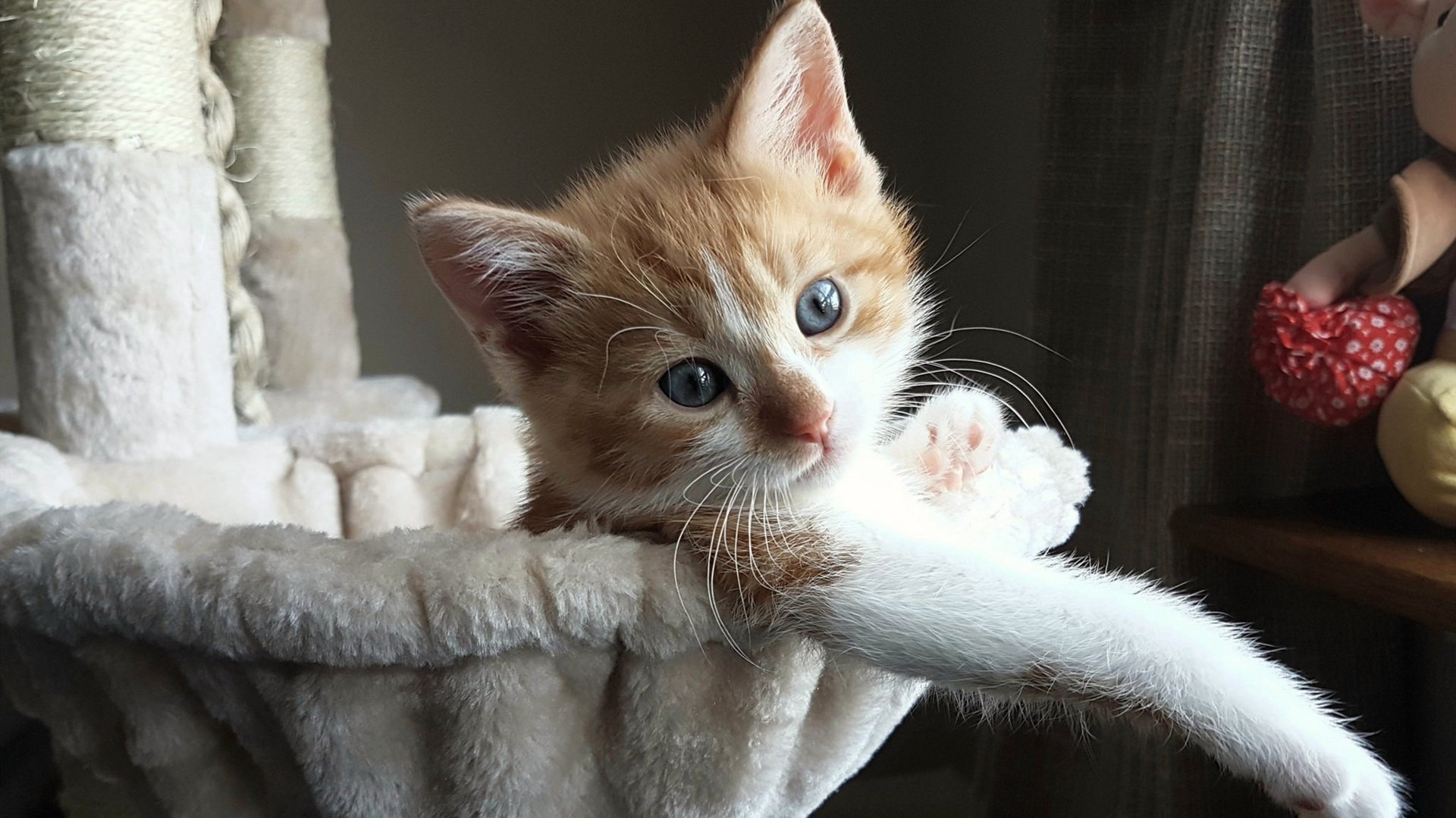 富安健洋惊天一击!委内瑞拉人的佛罗伦萨噩梦被他提前终结