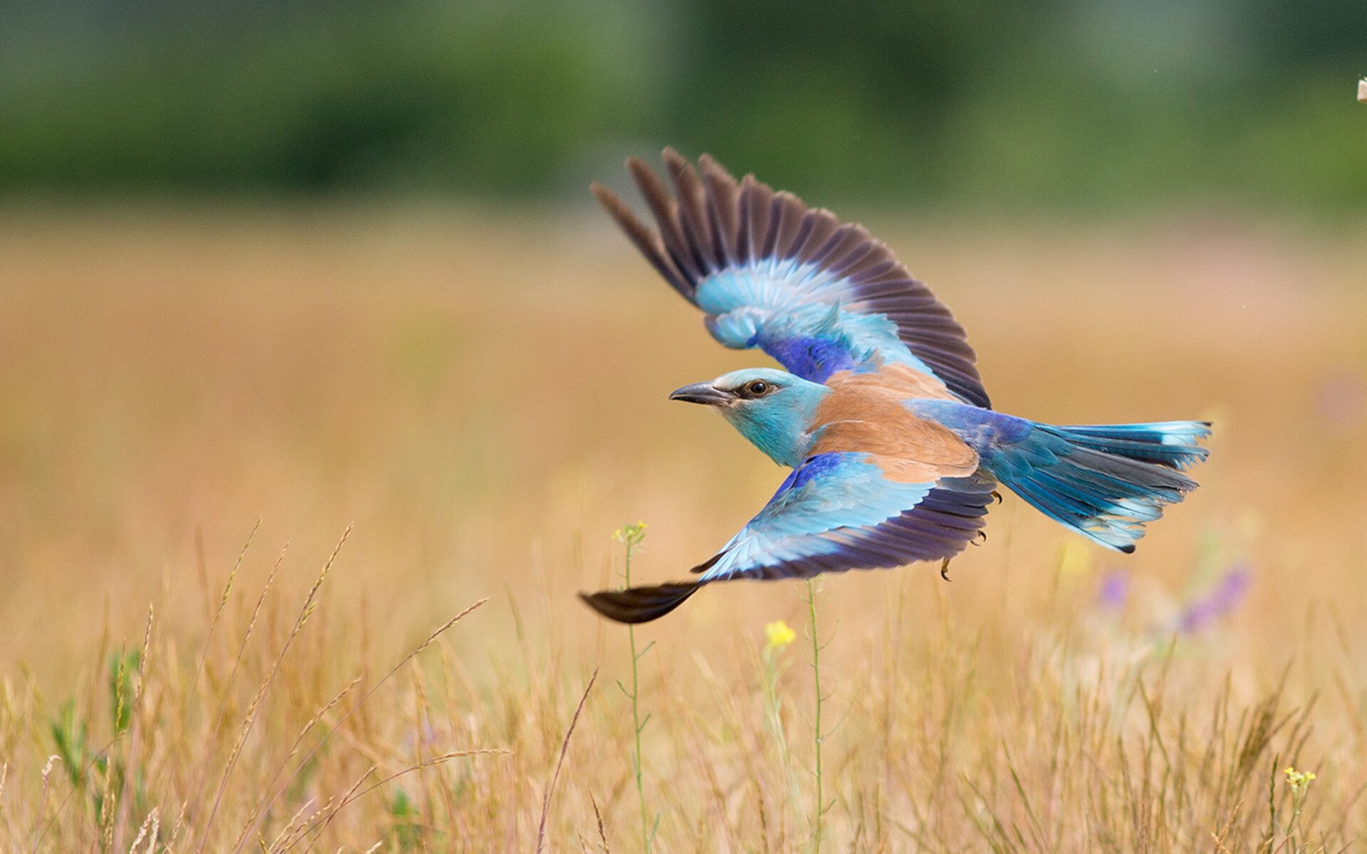 东契奇完美发挥独领风骚，篮网压哨绝杀开拓者点燃激情