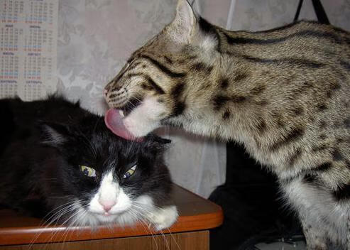 爱游戏APP-40分宣言，布伦森在满世界质疑中，将总决赛之夜铸成孤胆丰碑