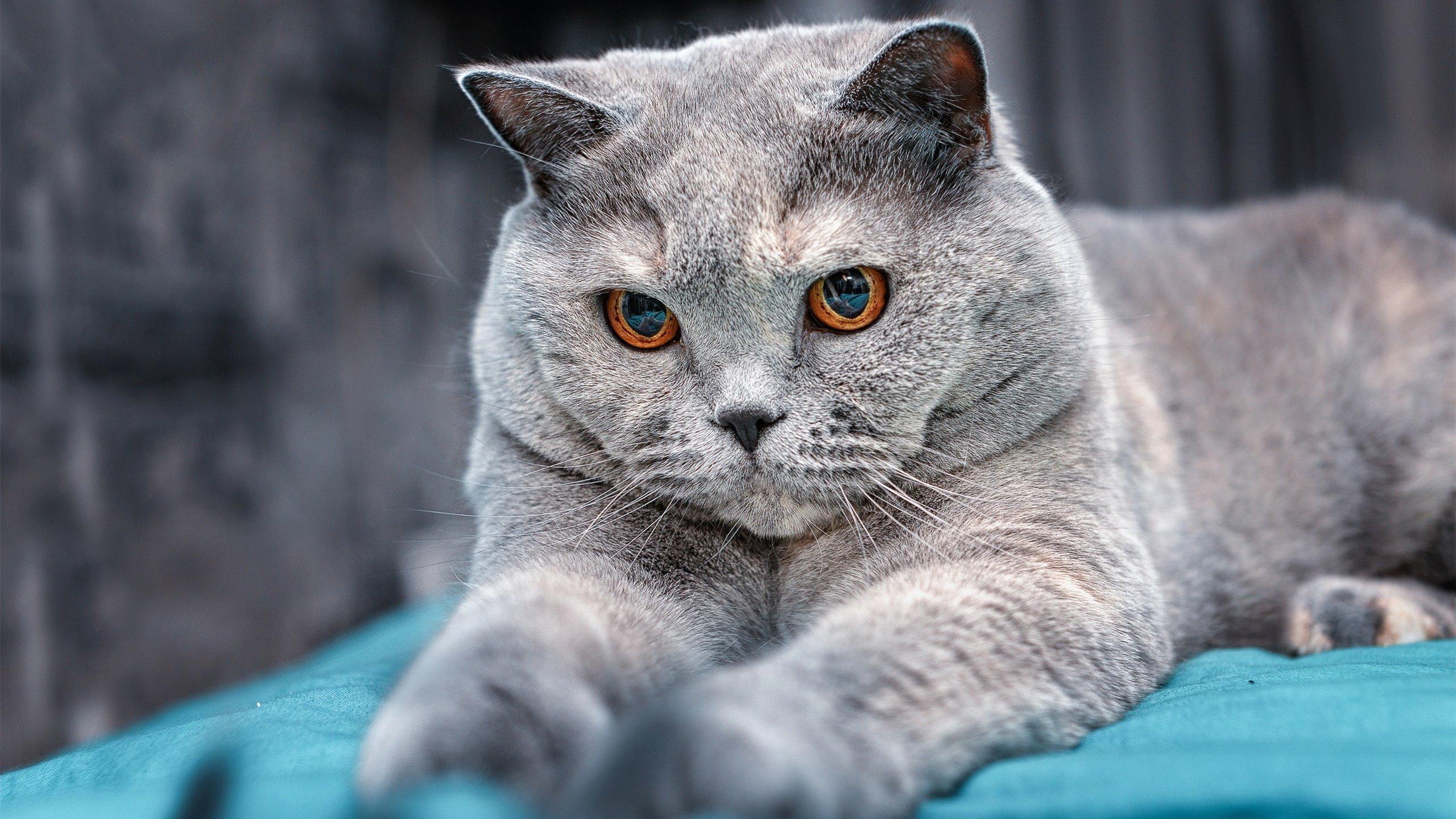 爆冷！新疆队战术上演完美风暴，全面压制火箭，锡安节奏遭完全掌控